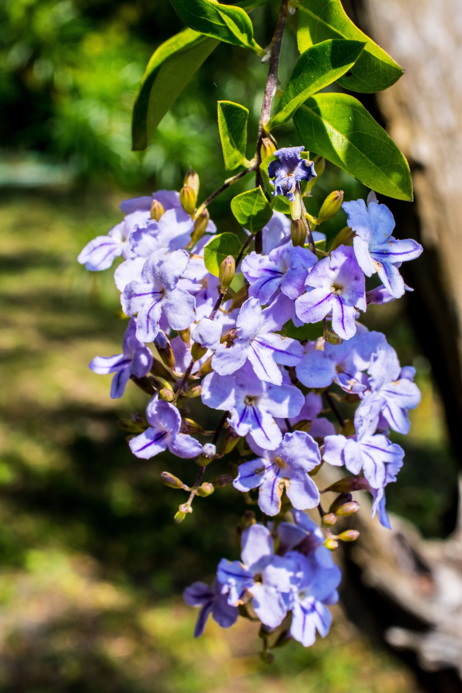 Nikon D5200 sample photo. Blossom, blossom, bloom photography