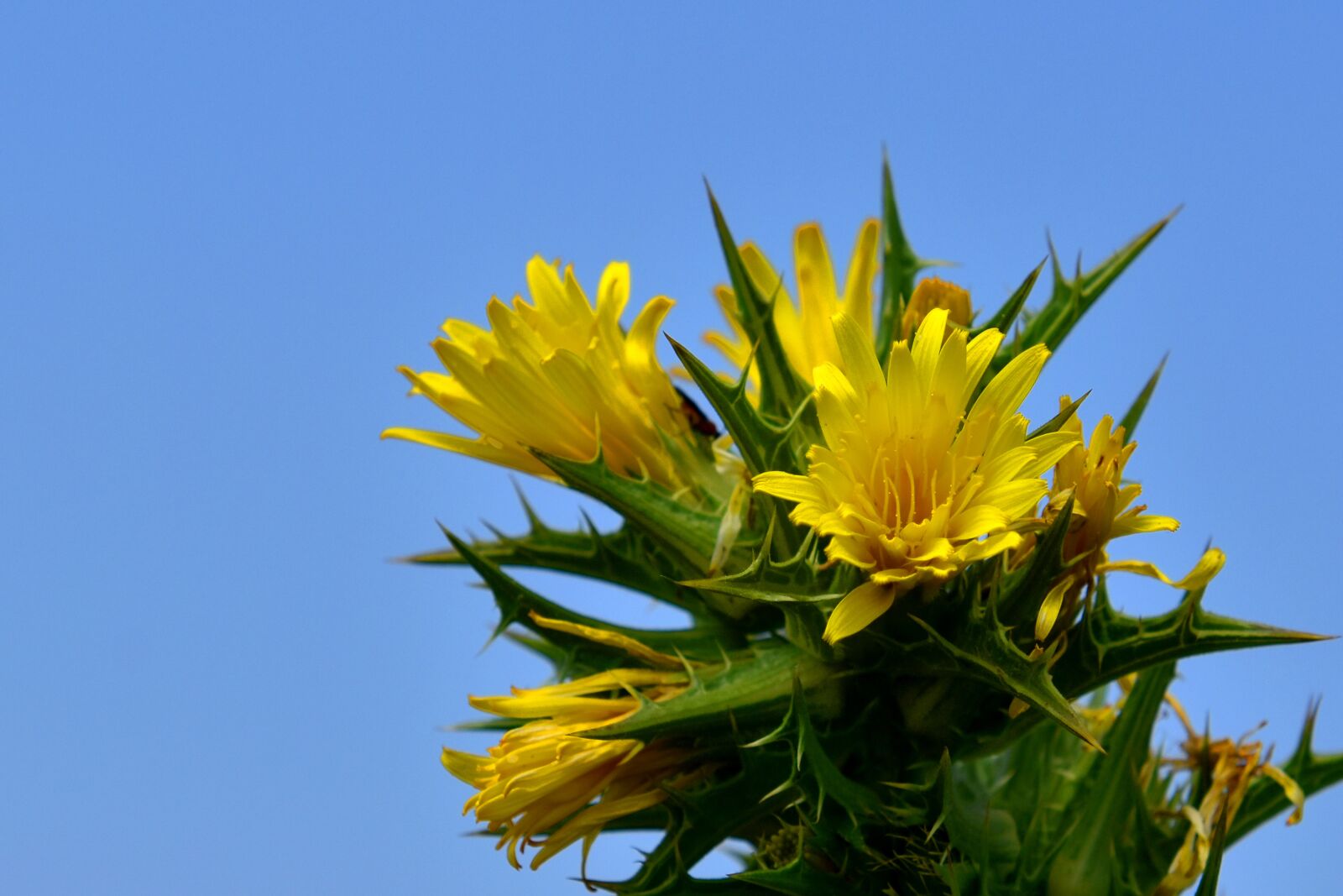 Nikon D3500 sample photo. Flowers, yellow, spring photography