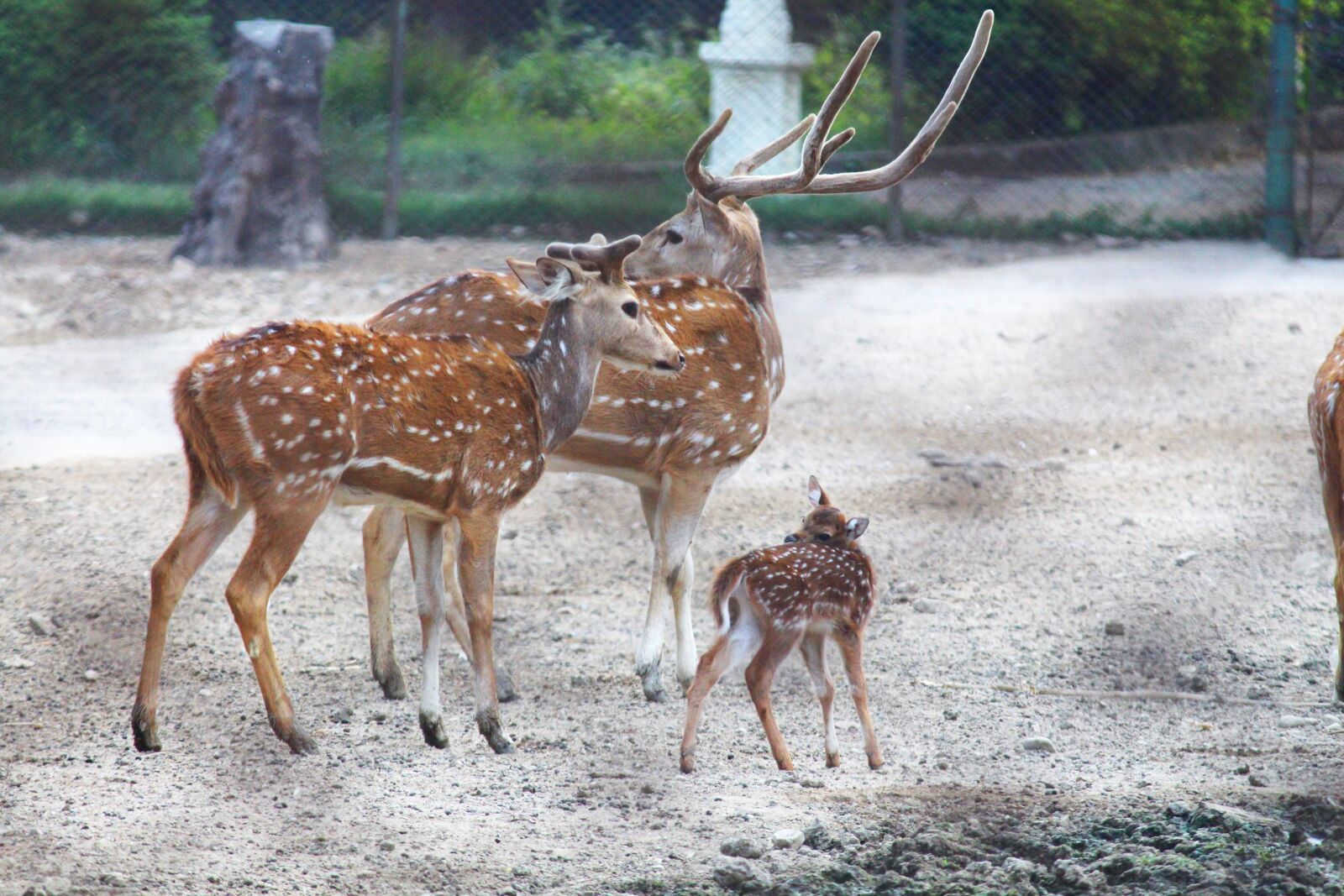 Canon EOS 700D (EOS Rebel T5i / EOS Kiss X7i) sample photo. Animal, animal, park, animal photography