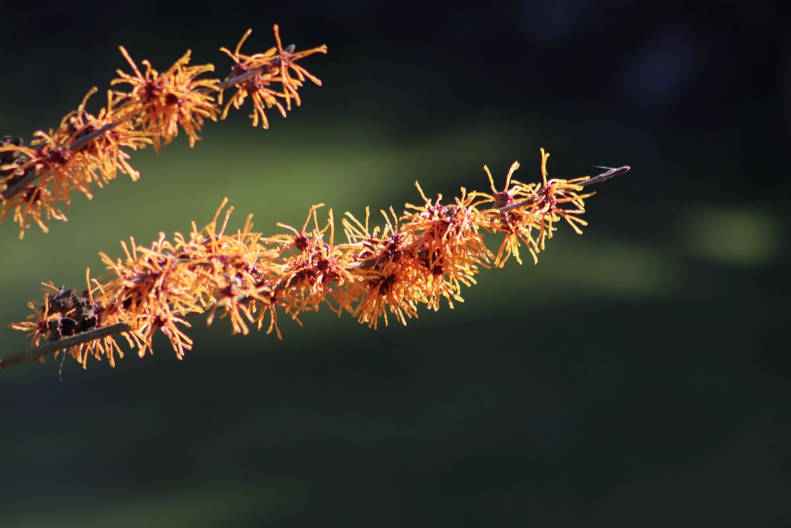 Canon EOS 800D (EOS Rebel T7i / EOS Kiss X9i) sample photo. Witch hazel, flowers, orange photography