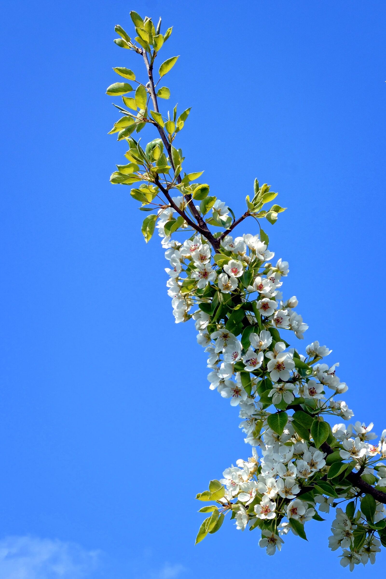 Nikon D7100 sample photo. Branch, blossom, bloom photography