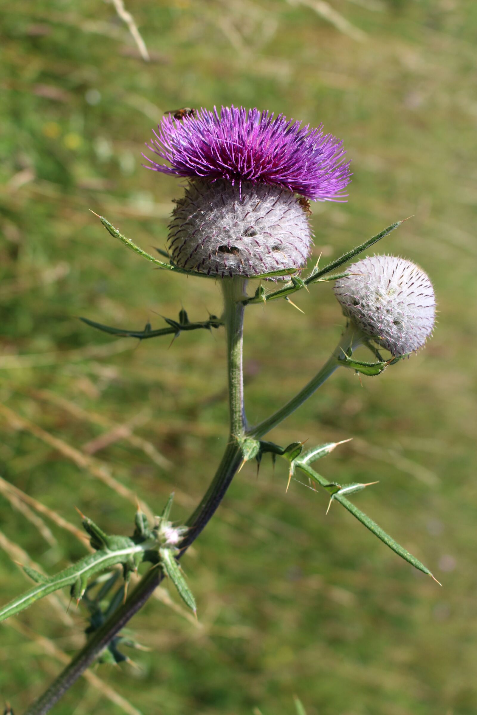 Canon EOS 700D (EOS Rebel T5i / EOS Kiss X7i) sample photo. Thistle, thistles, summer photography