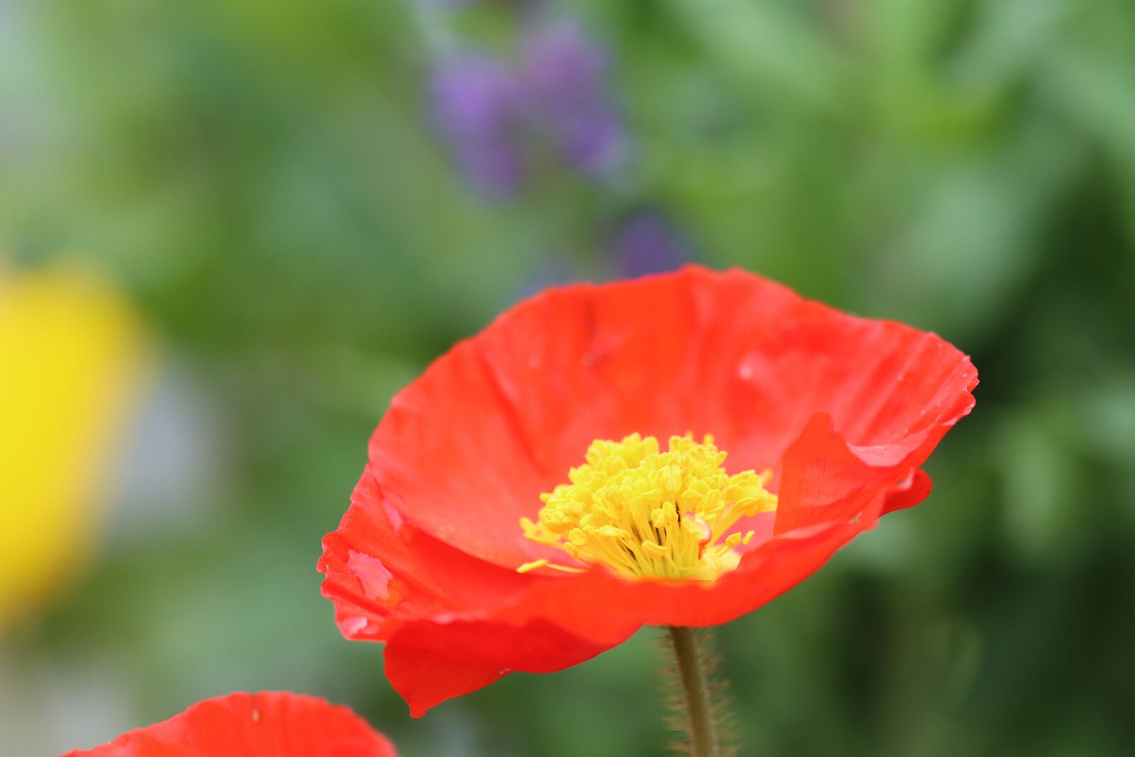 Canon EOS 90D sample photo. Poppy, sage color, meadow photography