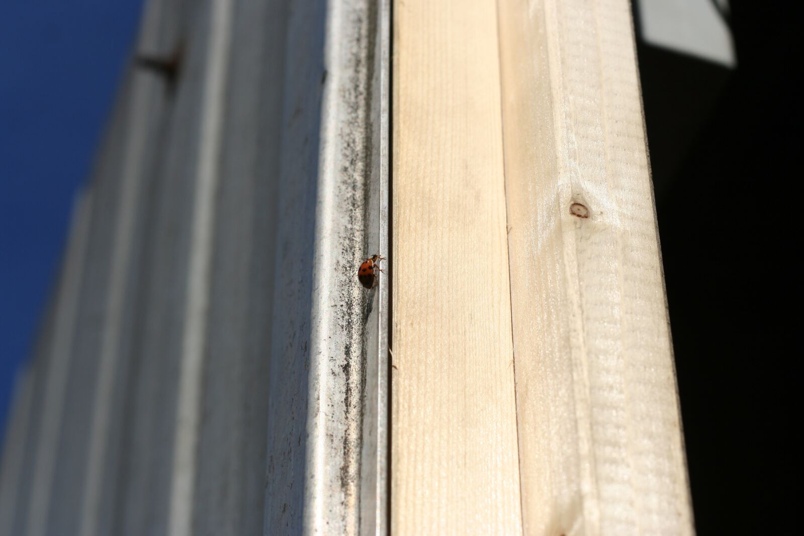 Canon EOS 350D (EOS Digital Rebel XT / EOS Kiss Digital N) sample photo. Ladybug, door, metal photography
