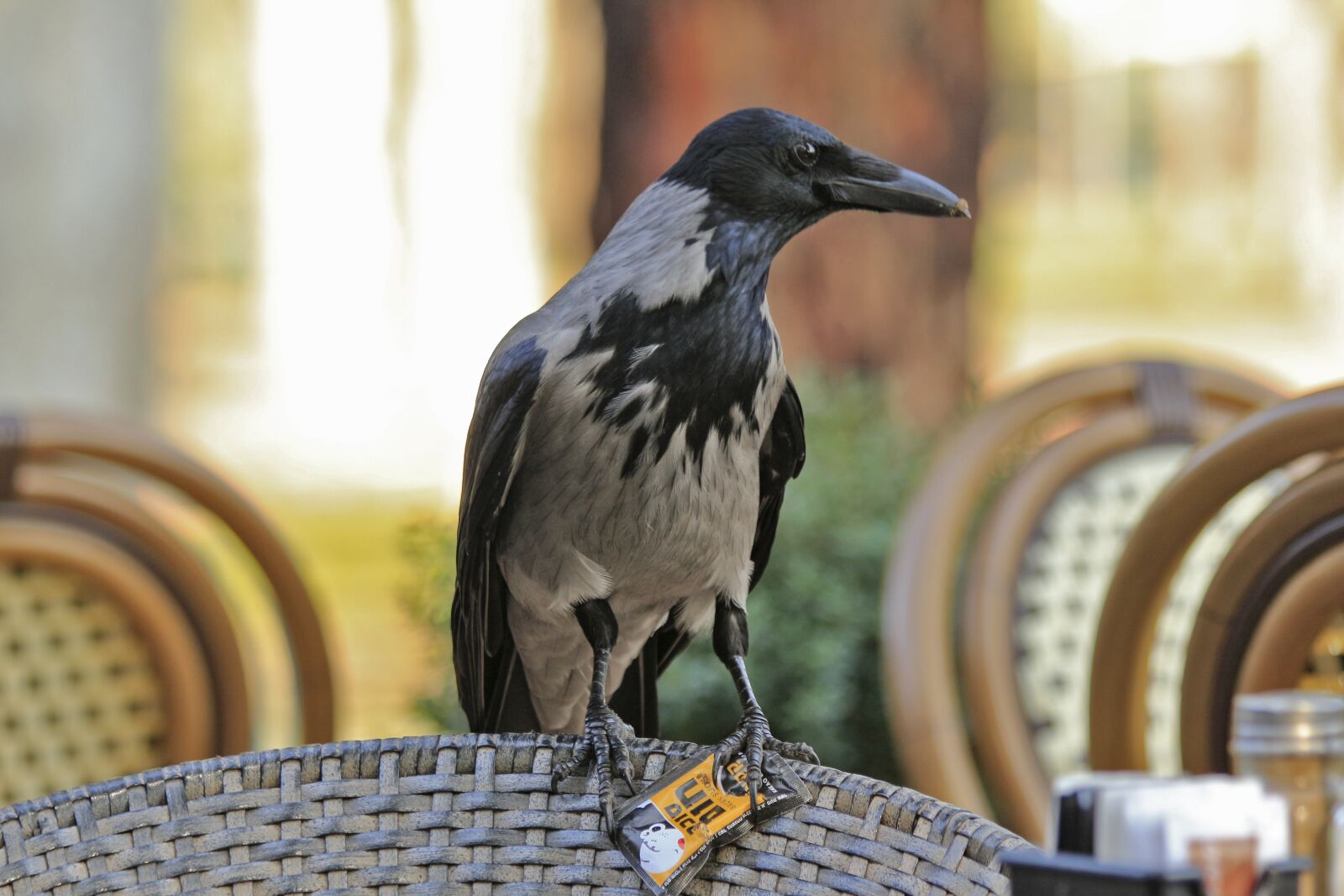 Canon EOS 650D (EOS Rebel T4i / EOS Kiss X6i) sample photo. Nature, crow, living nature photography