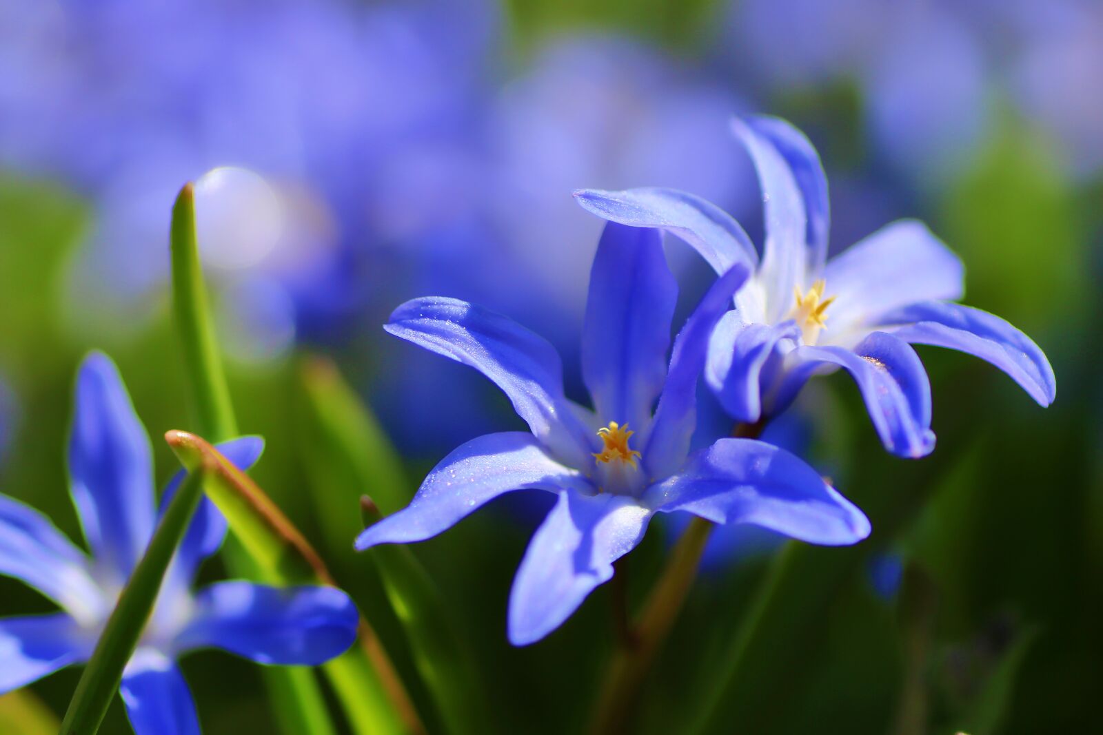Tamron SP 90mm F2.8 Di VC USD 1:1 Macro sample photo. Blue star, blue asterisk photography