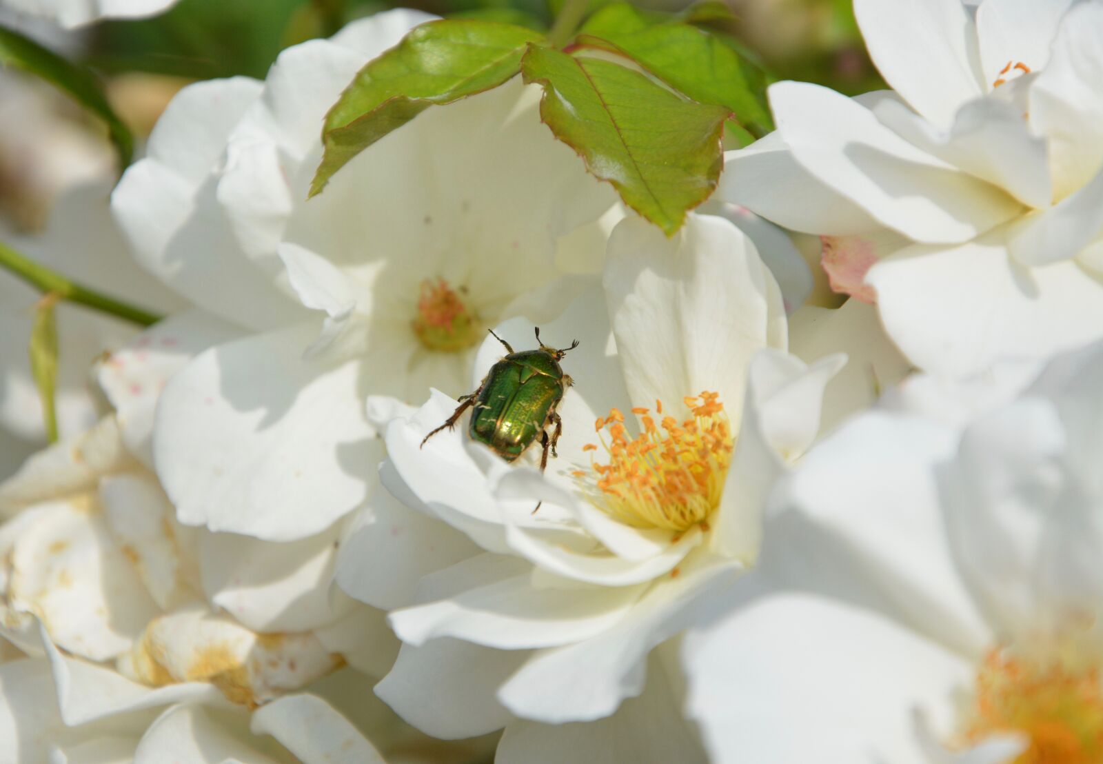 Nikon D5200 sample photo. Insect, col opt re photography