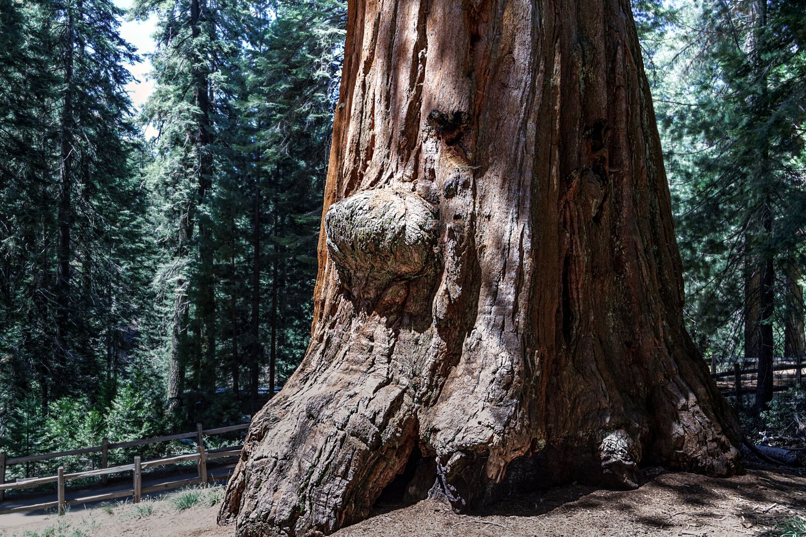 Canon EOS 7D sample photo. Sequioa tree, sequioa national photography
