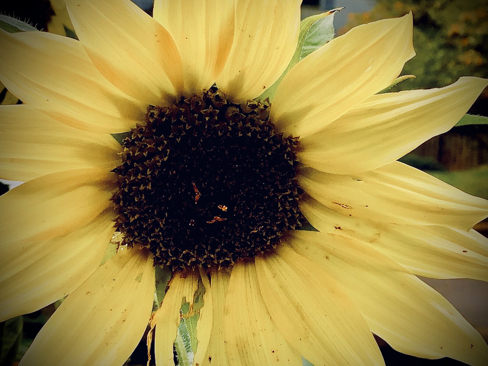 Apple iPad (7th generation) sample photo. Nature, flower, garden photography