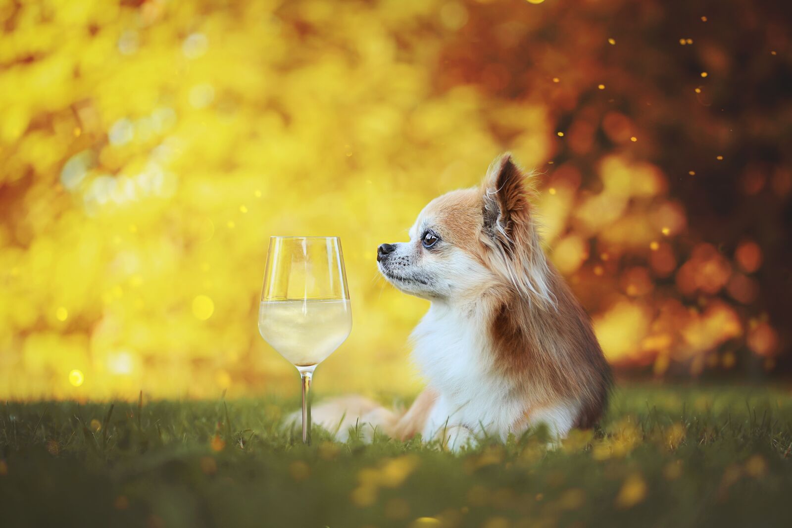 Canon EOS 6D sample photo. Chihuahua, dog, dog drink photography