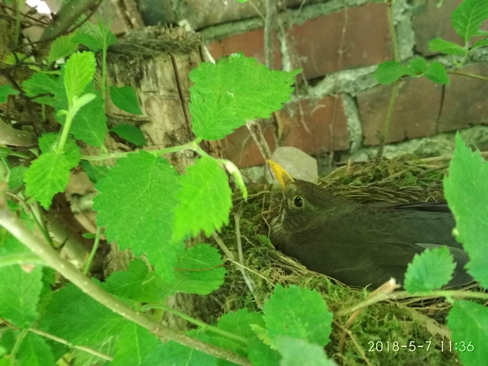 Xiaomi Redmi 4X sample photo. Blackbird, bird, nest photography