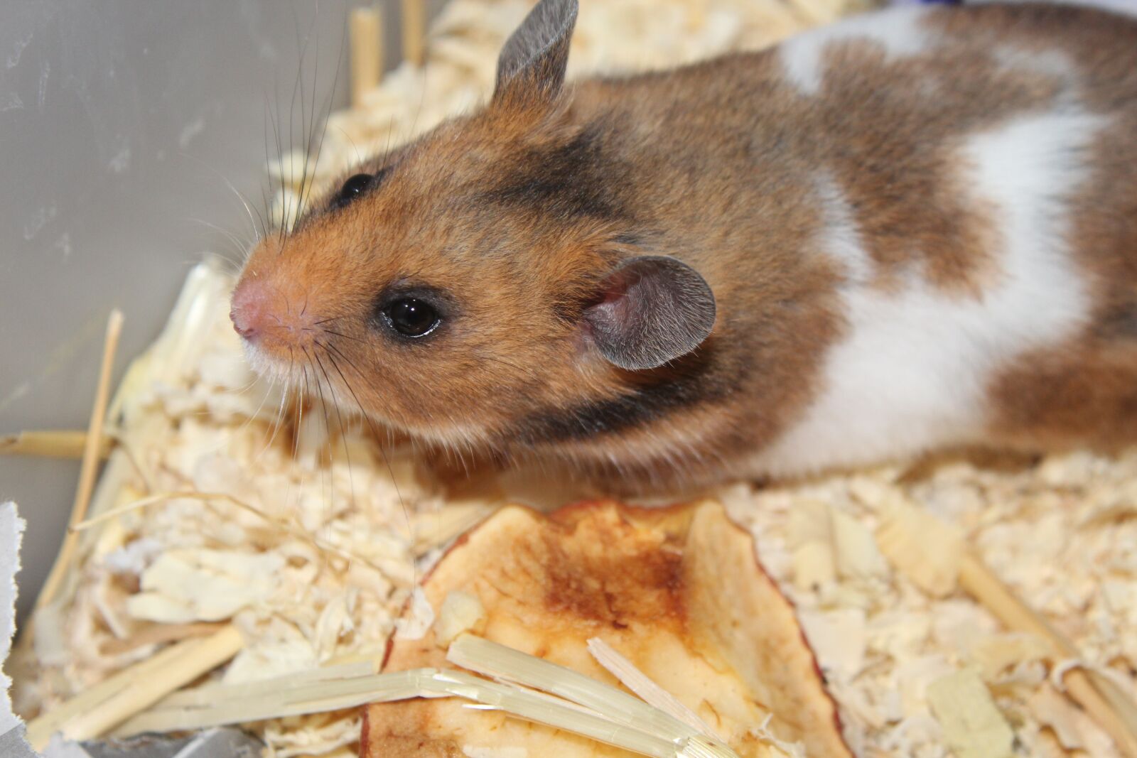 Canon EOS 1300D (EOS Rebel T6 / EOS Kiss X80) sample photo. Hamster, pet, animal photography