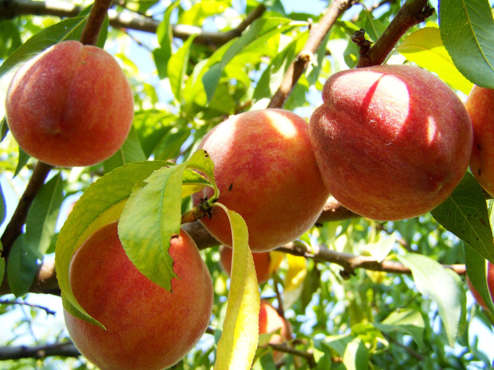 Kodak EASYSHARE ZD710 ZOOM DIGITAL CAMERA sample photo. Peach, ripe fruit, yellow-red photography