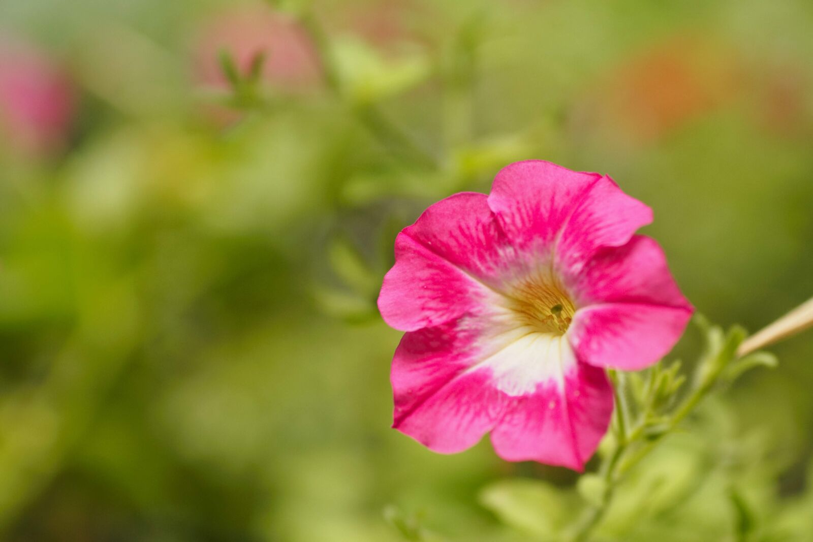 Olympus PEN E-PL7 sample photo. Flowers, pink, natural photography