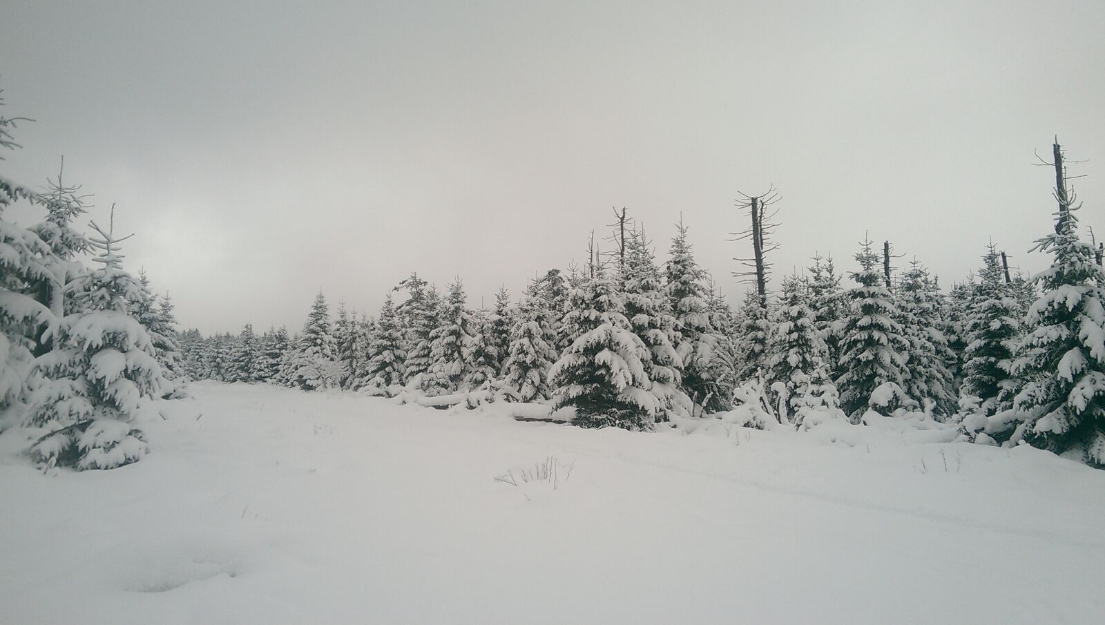 HTC ONE MINI sample photo. Snow, forest, white photography