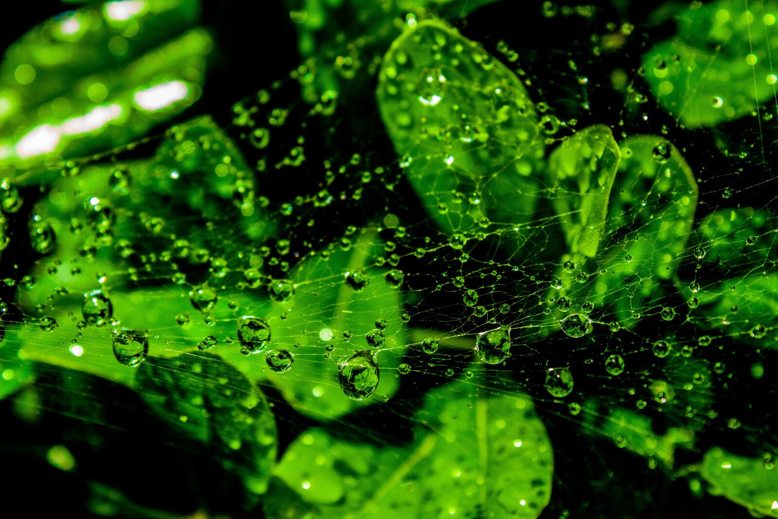 Canon EOS 1300D (EOS Rebel T6 / EOS Kiss X80) sample photo. Web, wet, droplets photography