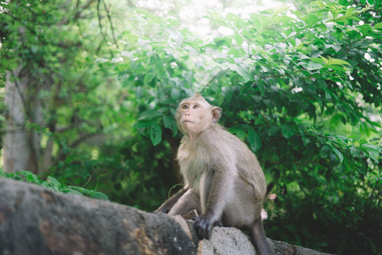 Sony a6000 + E 32mm F1.8 sample photo. Brown, monkey, on, log photography