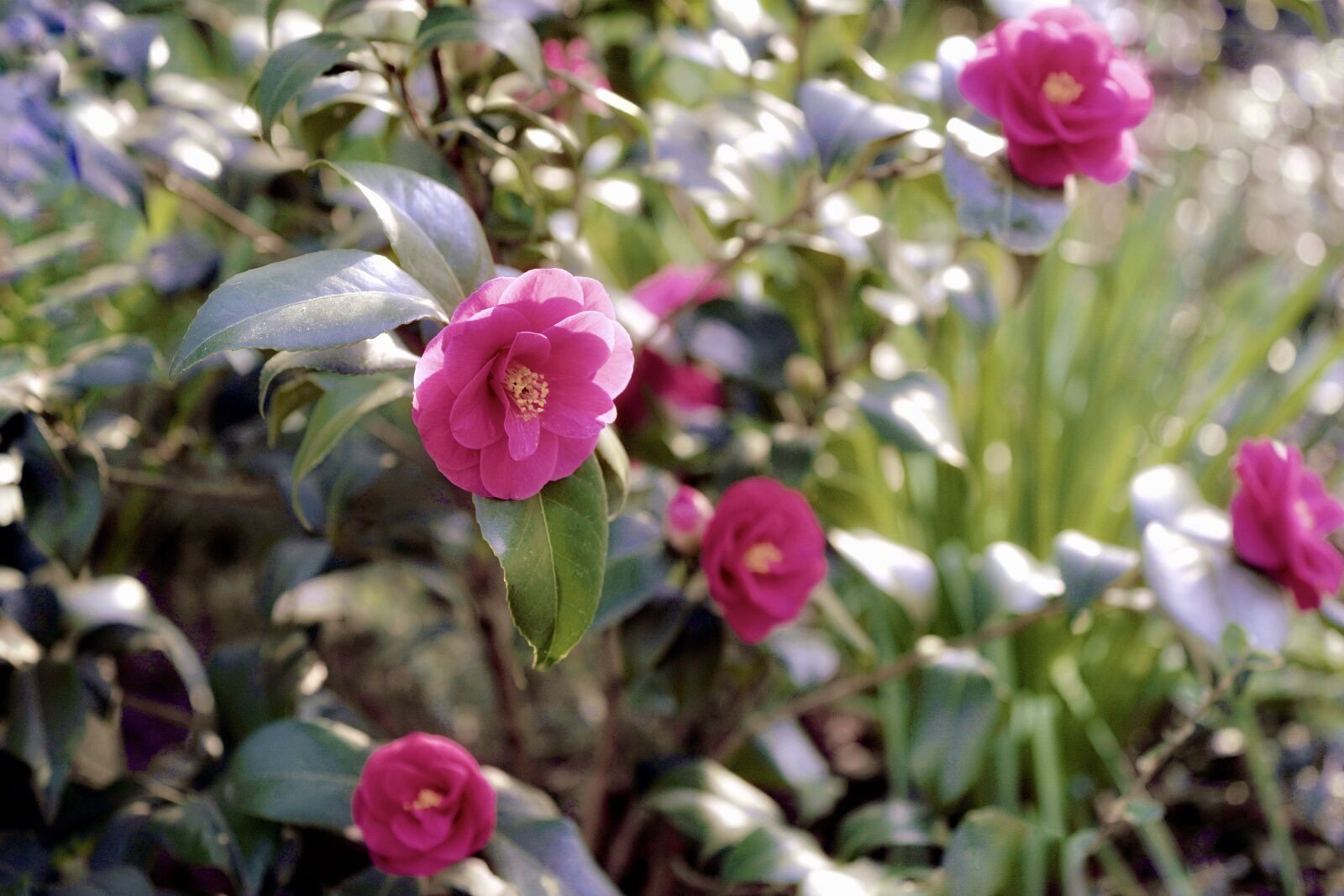 Sony FE 70-200mm F4 G OSS sample photo. Japanese camellia, camellia, ornamental photography