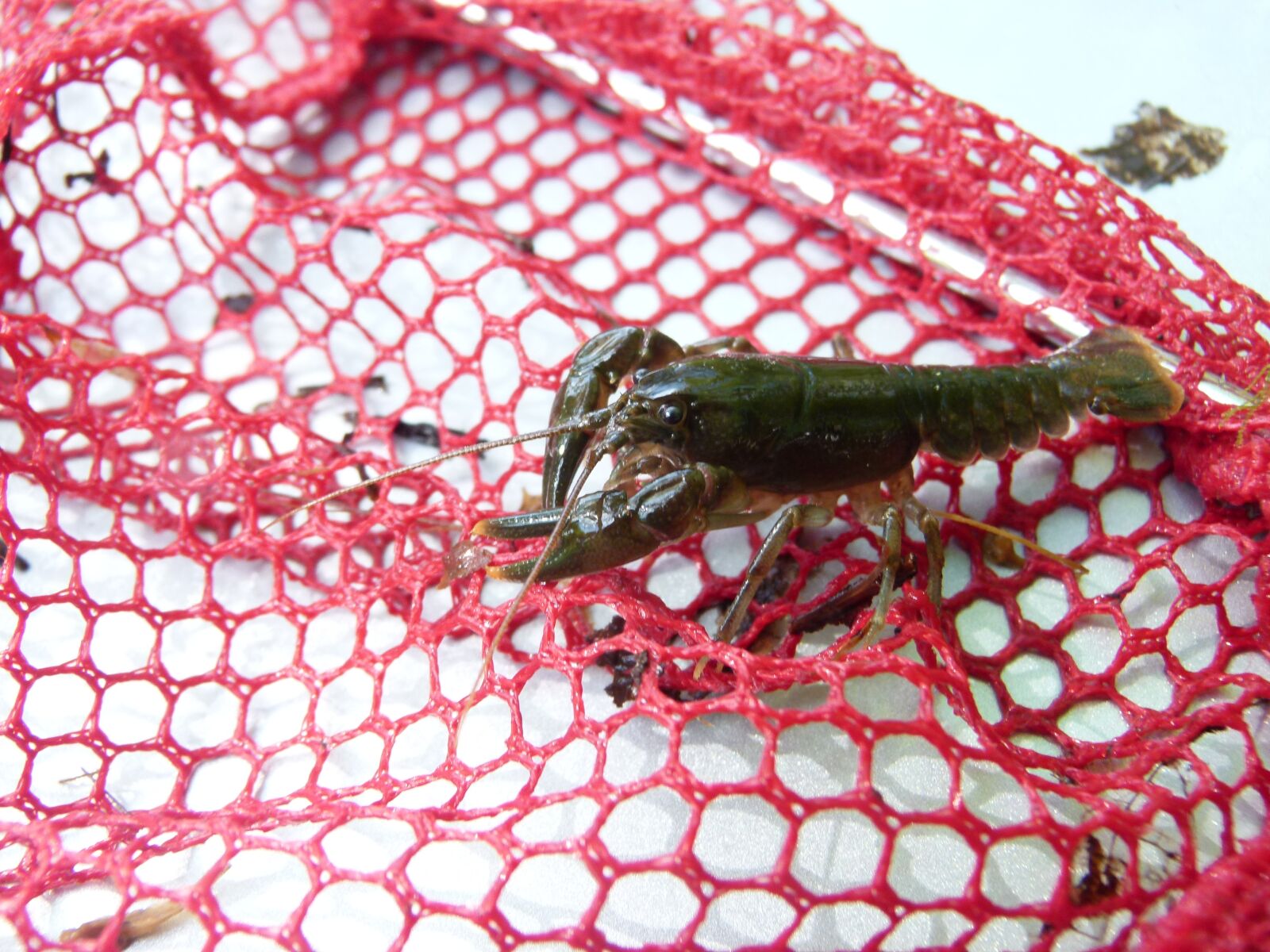 Panasonic Lumix DMC-FZ100 sample photo. Crayfish, crawfish, appalachian photography