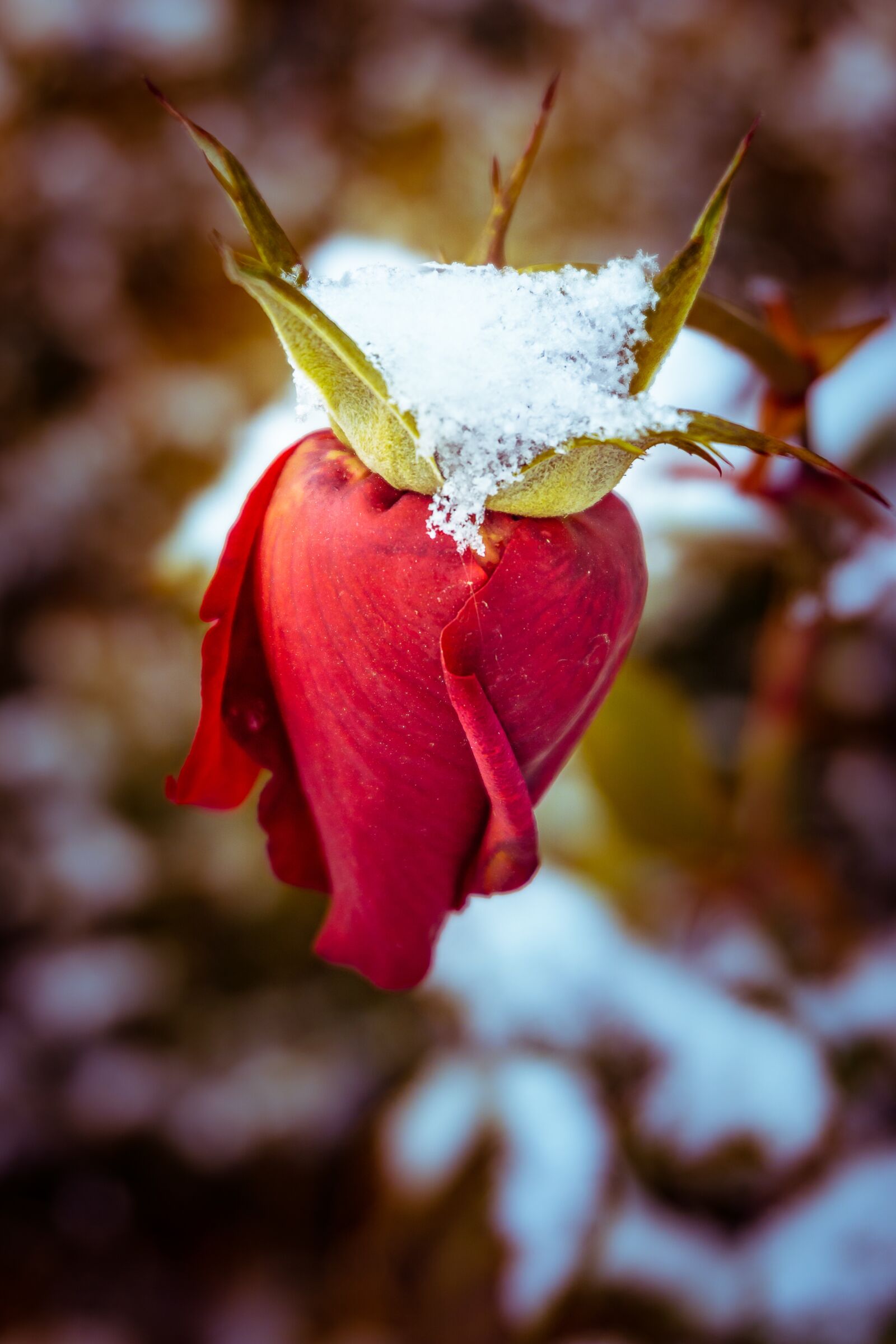 Sony a6000 sample photo. Winter rose, snow, bud photography