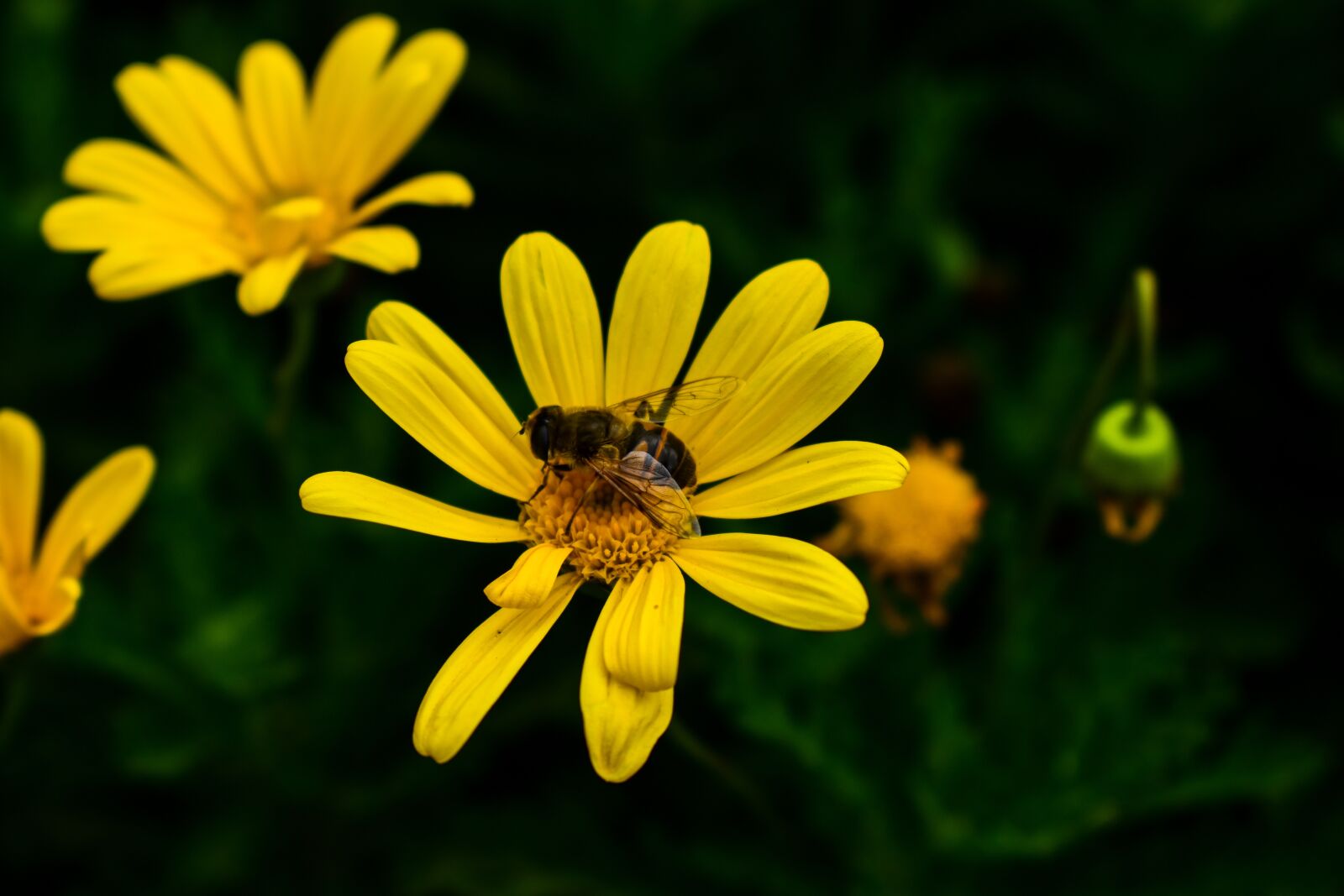 Nikon D3400 sample photo. Nature, flower, summer photography