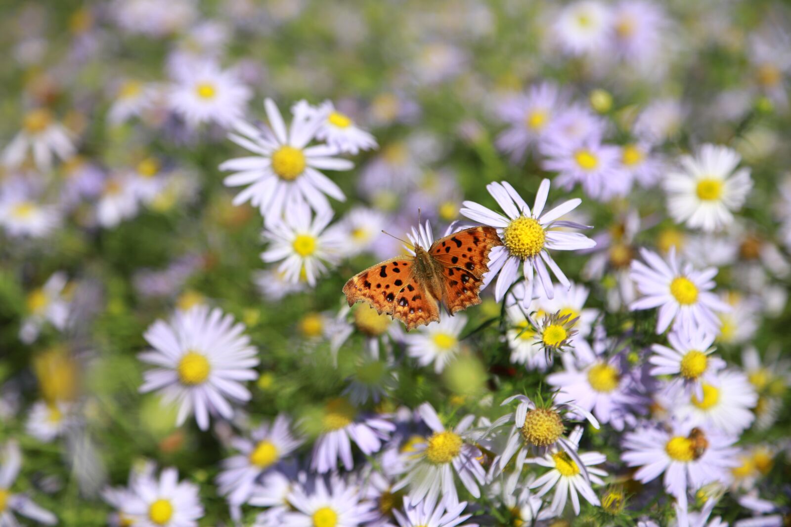 Canon EOS 6D + Canon EF 24-105mm F4L IS USM sample photo. Chrysanthemum, flowers, gujeolcho photography