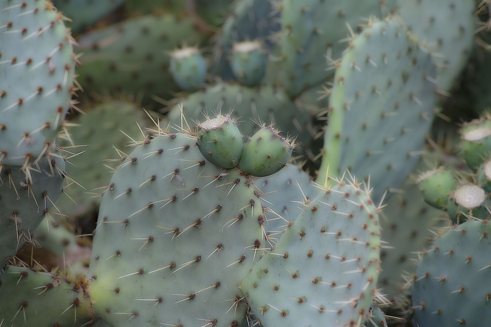 Canon EOS 5D Mark III sample photo. Fig, barbarism, prickly pear photography