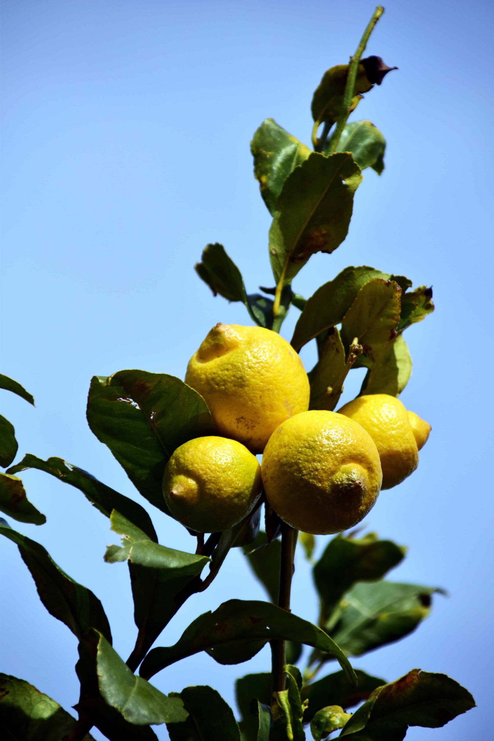 Nikon D3300 sample photo. Fruit, citrus, flora, tree photography