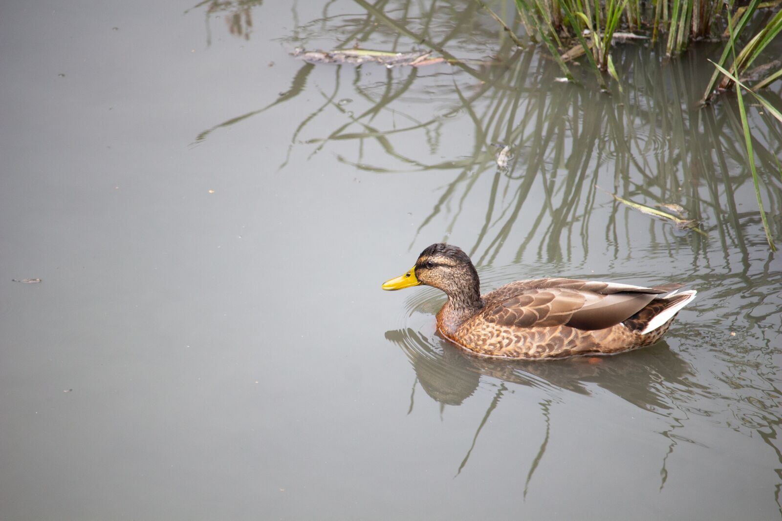 Canon EOS 100D (EOS Rebel SL1 / EOS Kiss X7) + Canon EF-S 55-250mm F4-5.6 IS STM sample photo. Duck, river, nature photography
