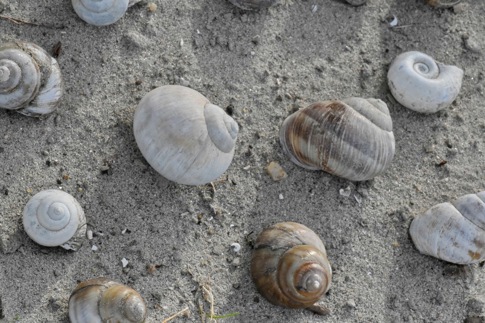 Nikon D5500 sample photo. Seashell, snail, seashore, beach photography