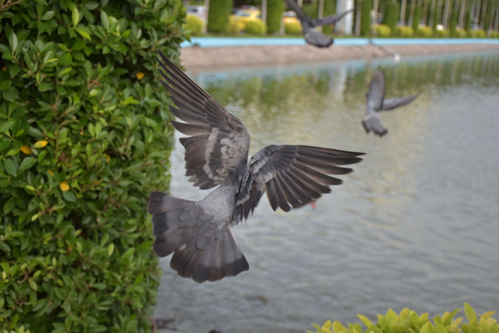 Nikon D7200 sample photo. Birds, animals, bird framingham photography