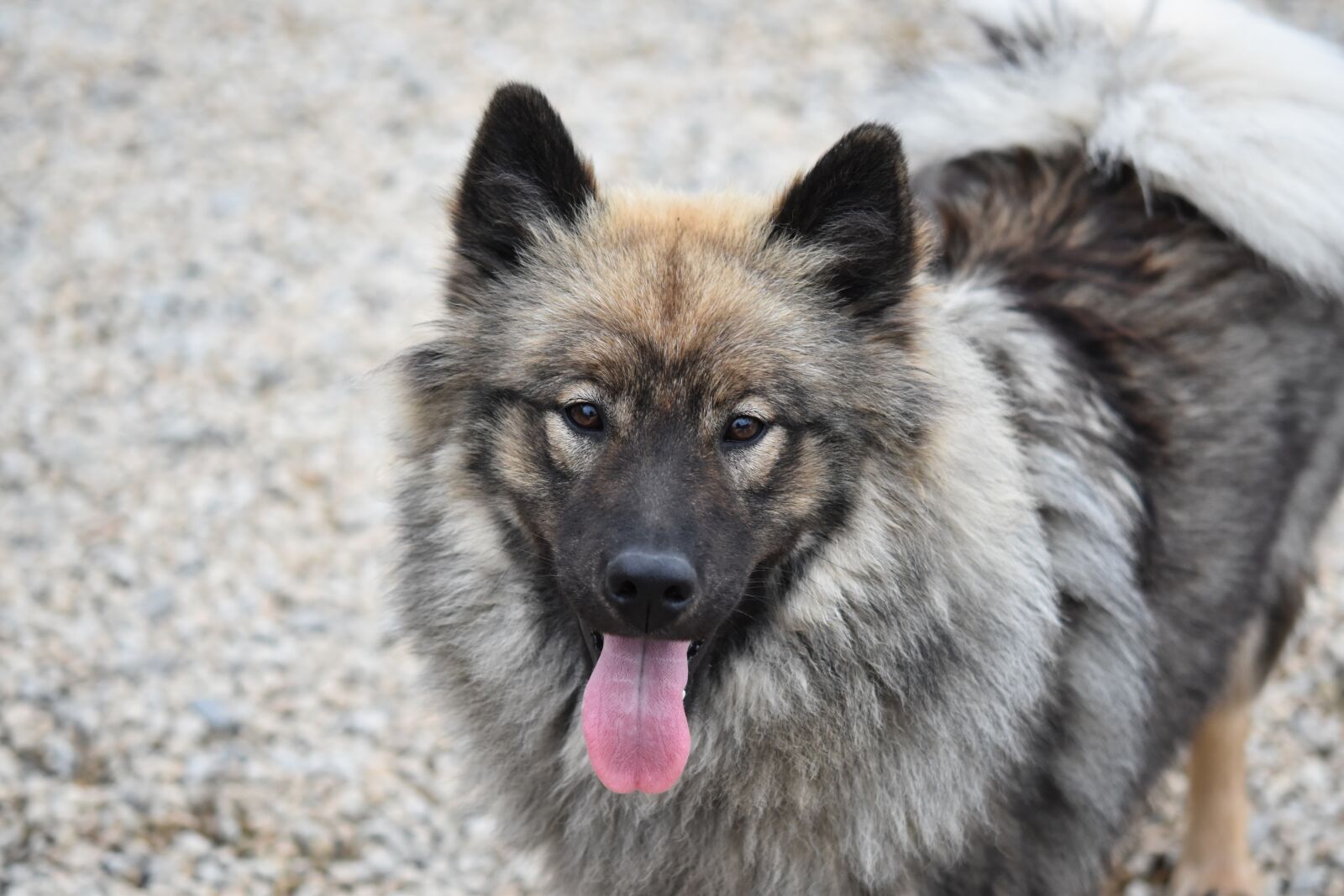 Nikon D5600 sample photo. Dog eurasier, eurasier portrait photography