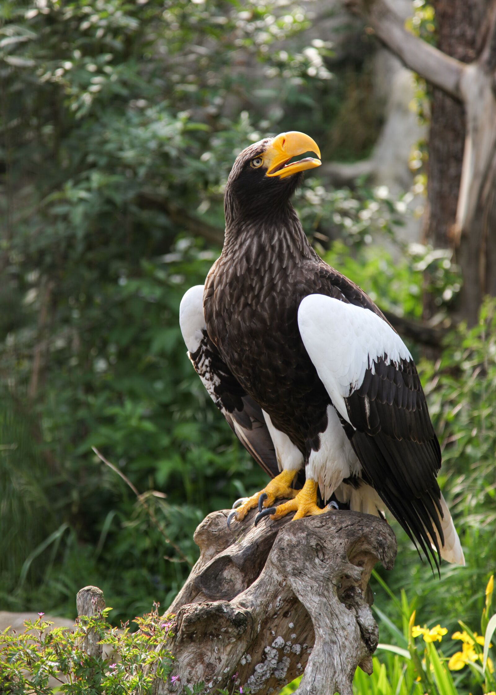 Canon EOS 5D Mark II sample photo. Giant eagle, adler, bird photography