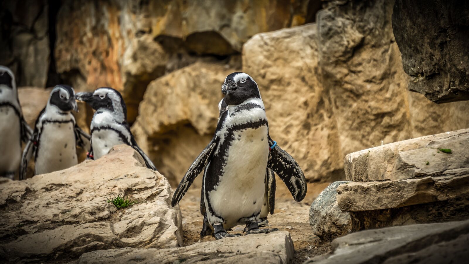 Sony E 55-210mm F4.5-6.3 OSS sample photo. Penguins, animal, bird photography
