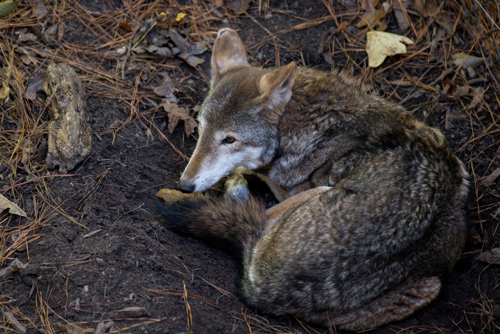 Canon EOS 70D + Canon EF 70-200mm F2.8L IS II USM sample photo. Coyote, wildlife, virginia photography