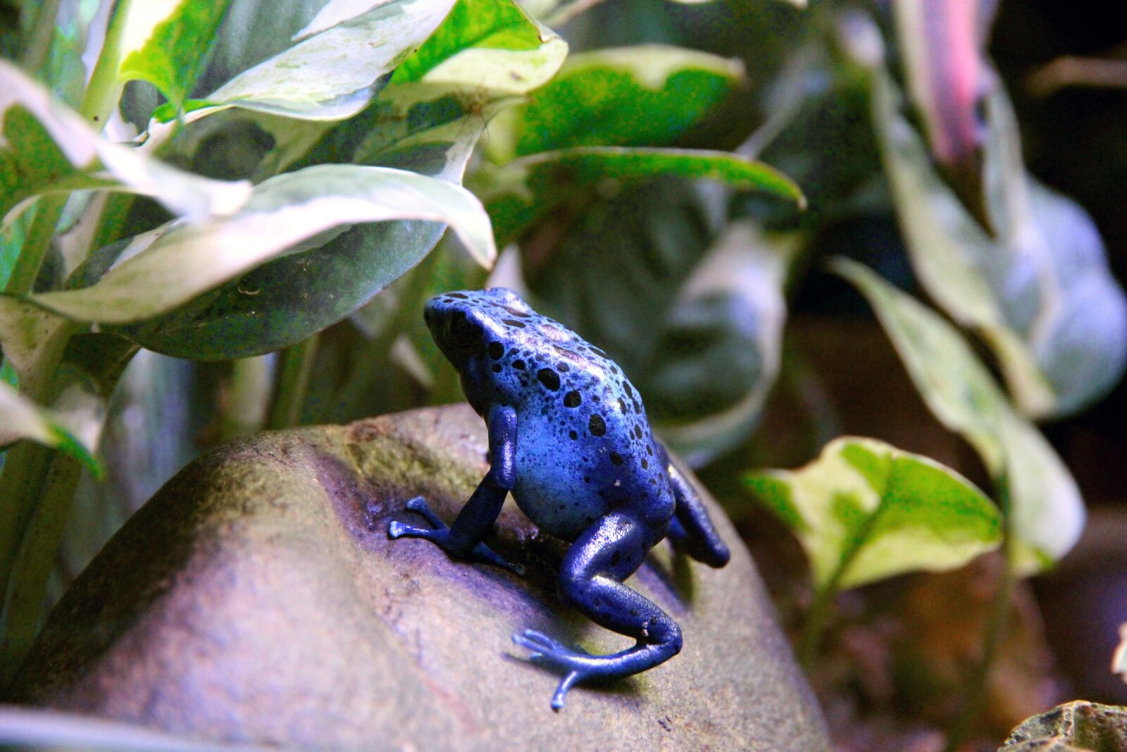 Canon EOS 650D (EOS Rebel T4i / EOS Kiss X6i) sample photo. Frog, dendrobates, dendrobates azureus photography
