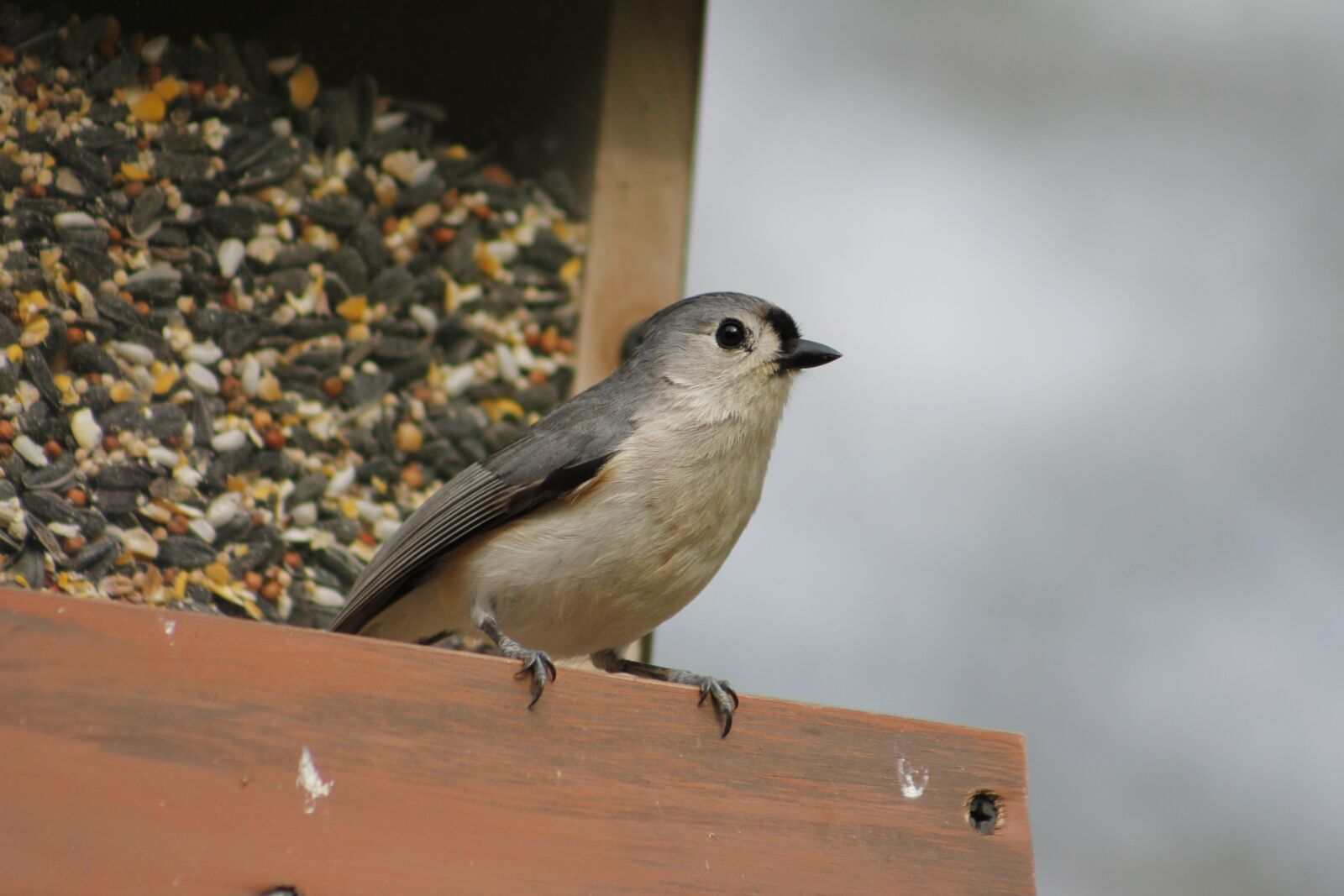 Canon EOS 550D (EOS Rebel T2i / EOS Kiss X4) sample photo. Bird, outdoors, nature photography