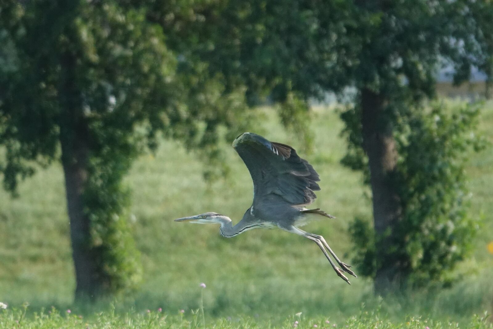 Sony Cyber-shot DSC-RX10 IV sample photo. Grey heron, flying, field photography