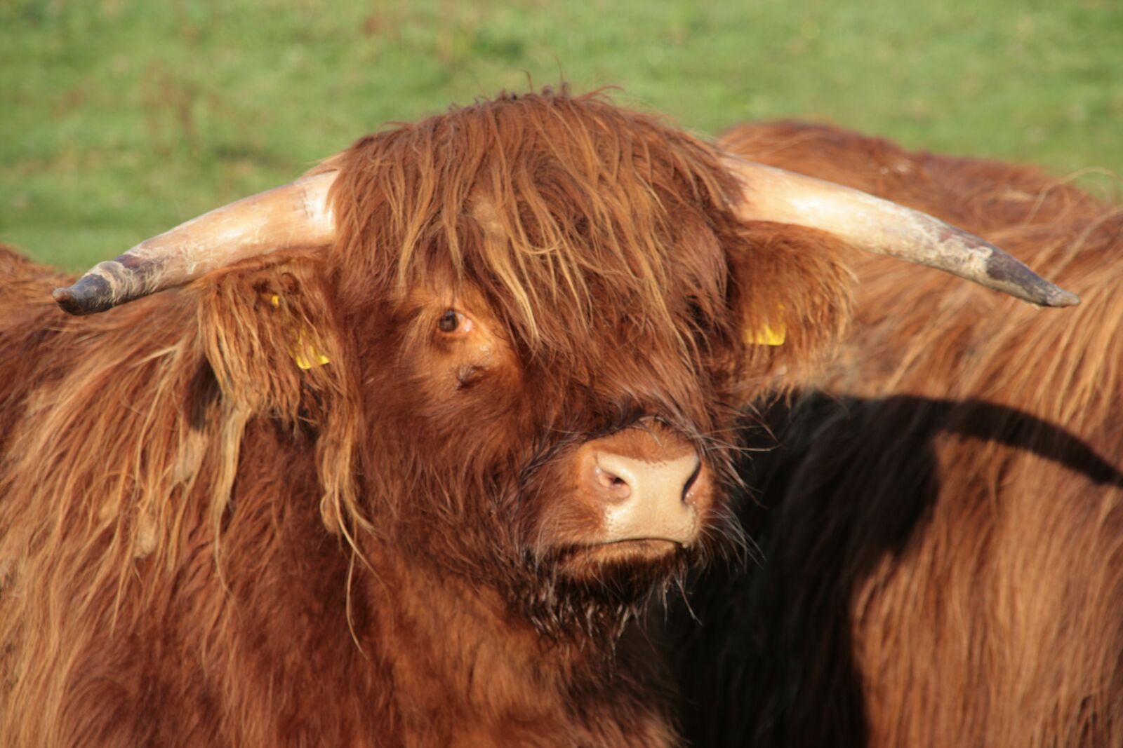 Canon EOS 400D (EOS Digital Rebel XTi / EOS Kiss Digital X) sample photo. Beef, horns, highland beef photography