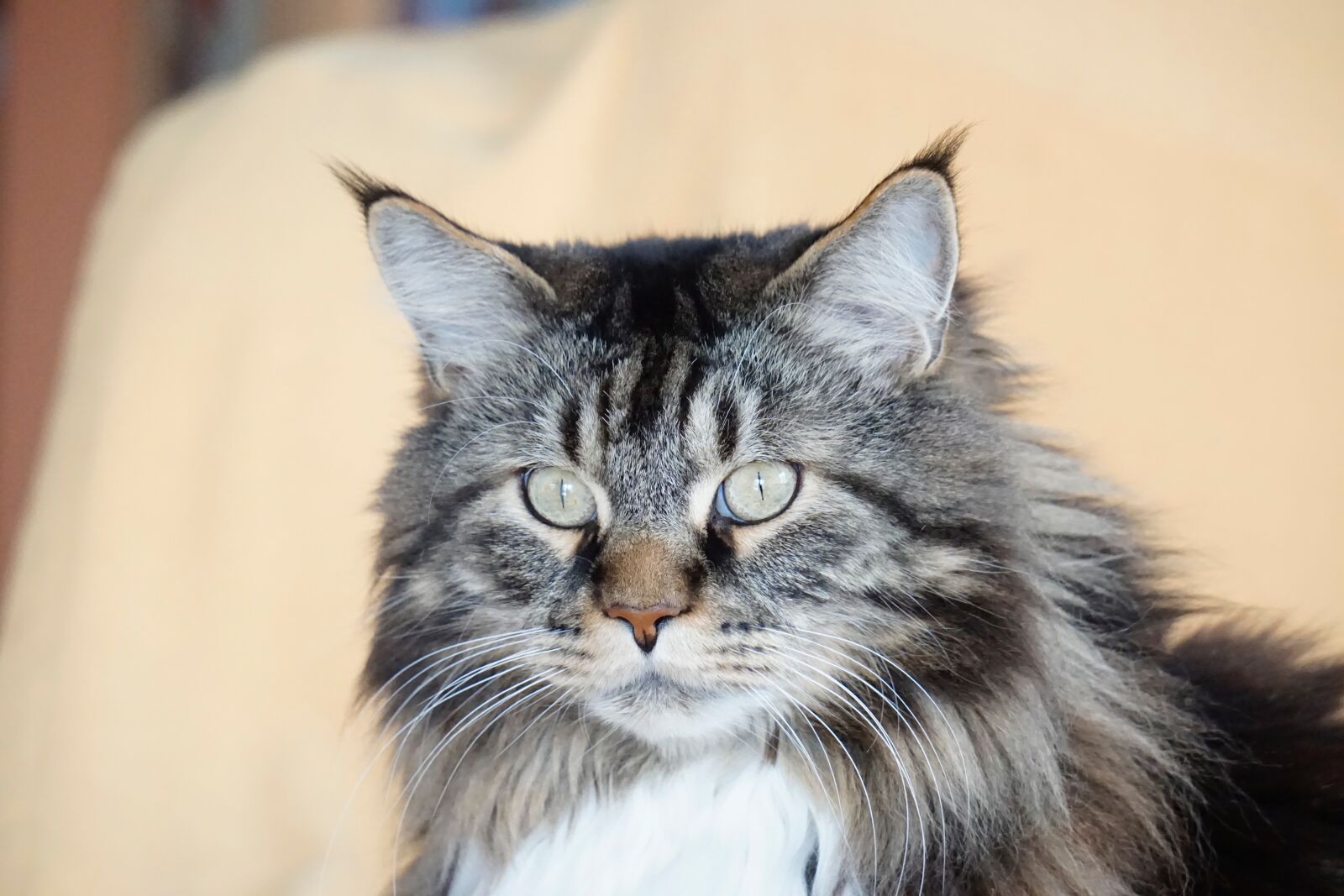 Sony E 55-210mm F4.5-6.3 OSS sample photo. Cute, cat, animal photography