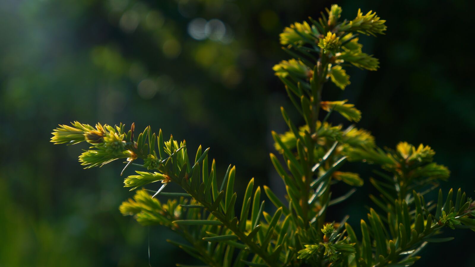 Sony Alpha a3000 + Sony E 18-55mm F3.5-5.6 OSS sample photo. Nature, plants, iglak photography