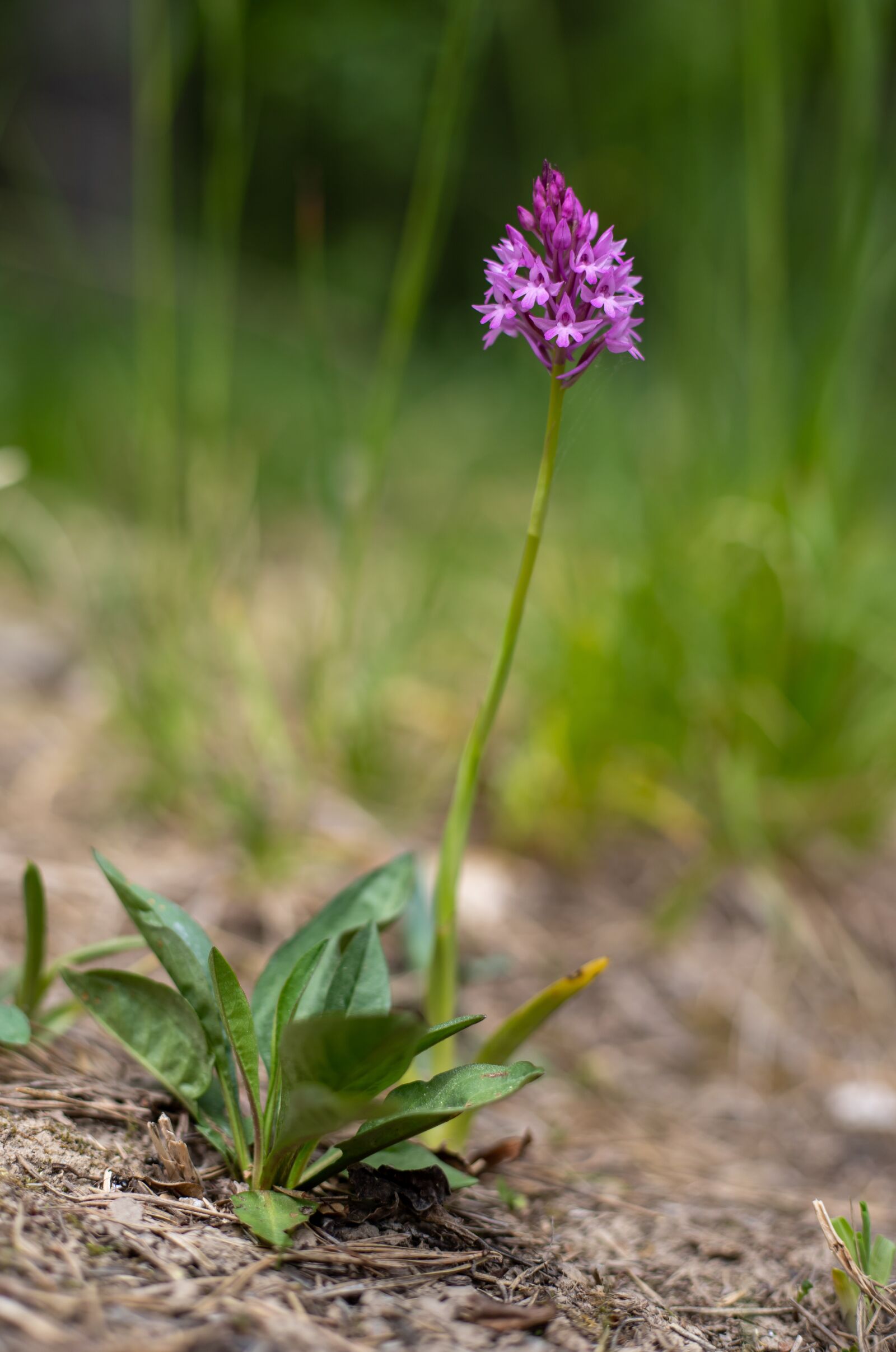 Canon EOS 6D Mark II + Canon EF 50mm F1.8 STM sample photo. Orchis, pyramid, pink photography