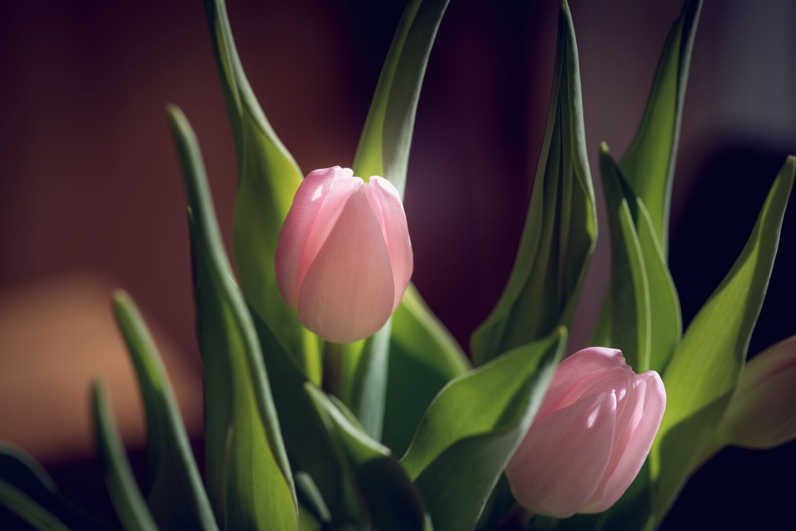Nikon D750 sample photo. Tulips, pink, tulips pink photography