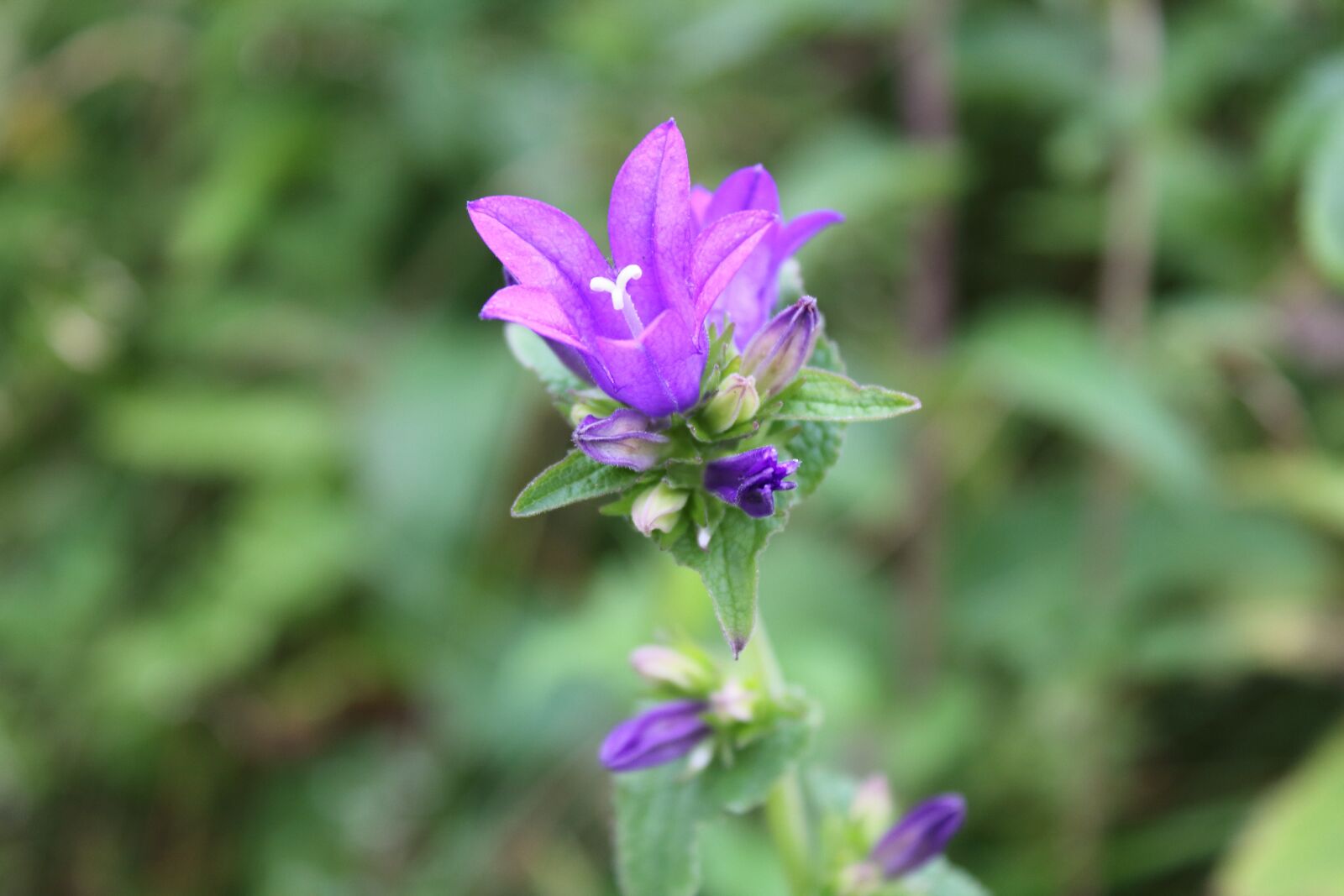 Canon EOS 1200D (EOS Rebel T5 / EOS Kiss X70 / EOS Hi) sample photo. Flower, purple flower, bloom photography