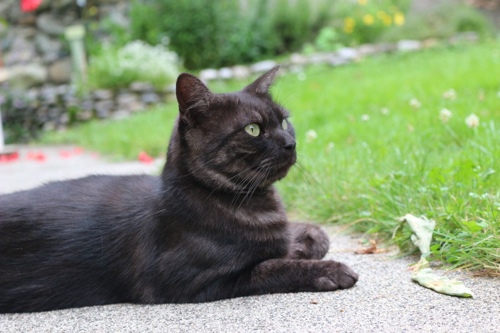 Canon EOS 100D (EOS Rebel SL1 / EOS Kiss X7) sample photo. Domestic animal, feline, cat photography