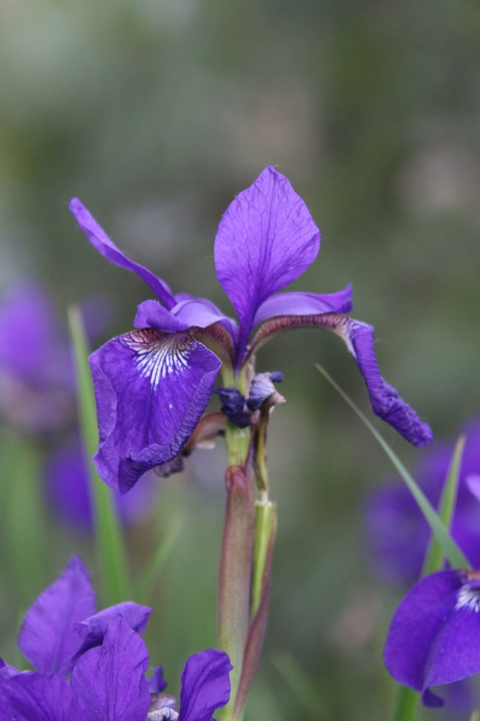Canon EOS 70D + Canon EF 28-135mm F3.5-5.6 IS USM sample photo. Flower, purple, purple flower photography