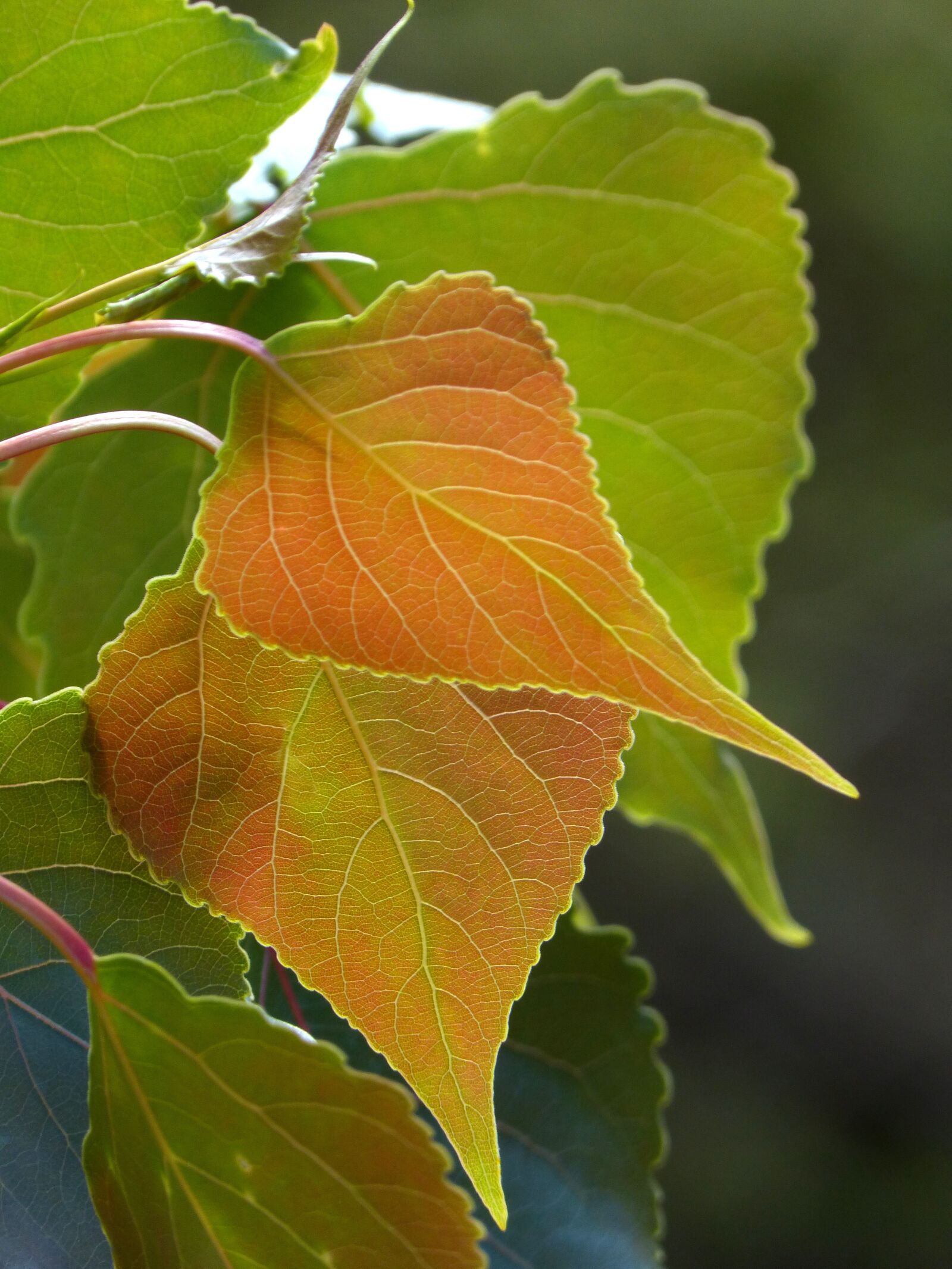 Panasonic DMC-FZ62 sample photo. Leaf, outbreak, translucent photography