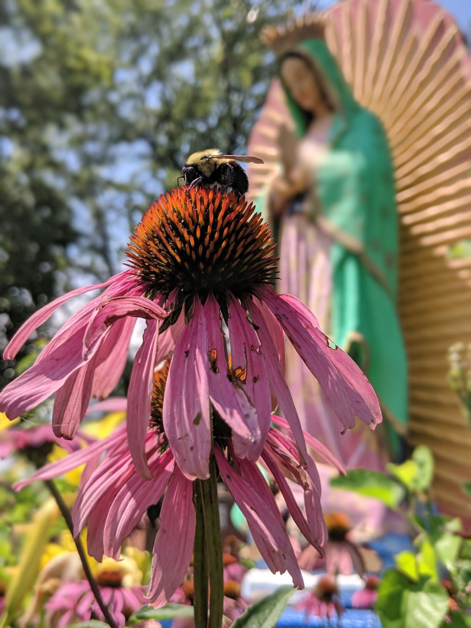 Google Pixel 2 sample photo. Flower, blossom, nectar photography