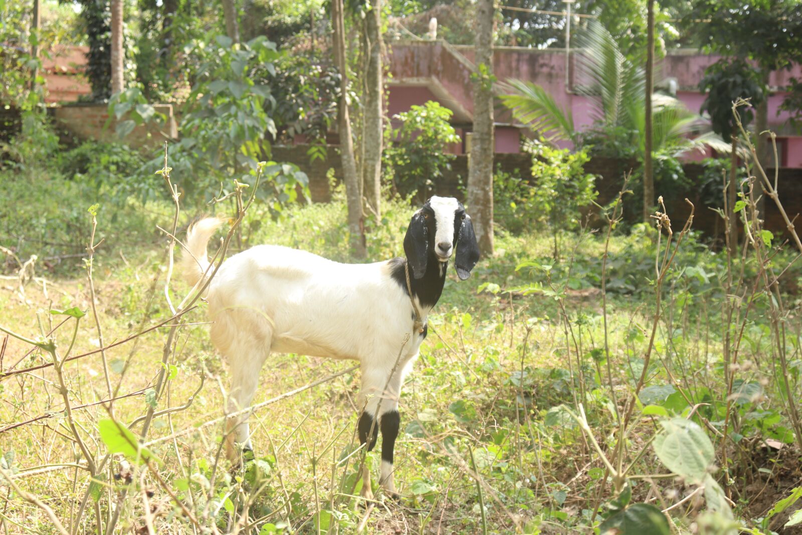 Canon EOS 250D (EOS Rebel SL3 / EOS Kiss X10 / EOS 200D II) sample photo. Goat, nature, outdoor photography