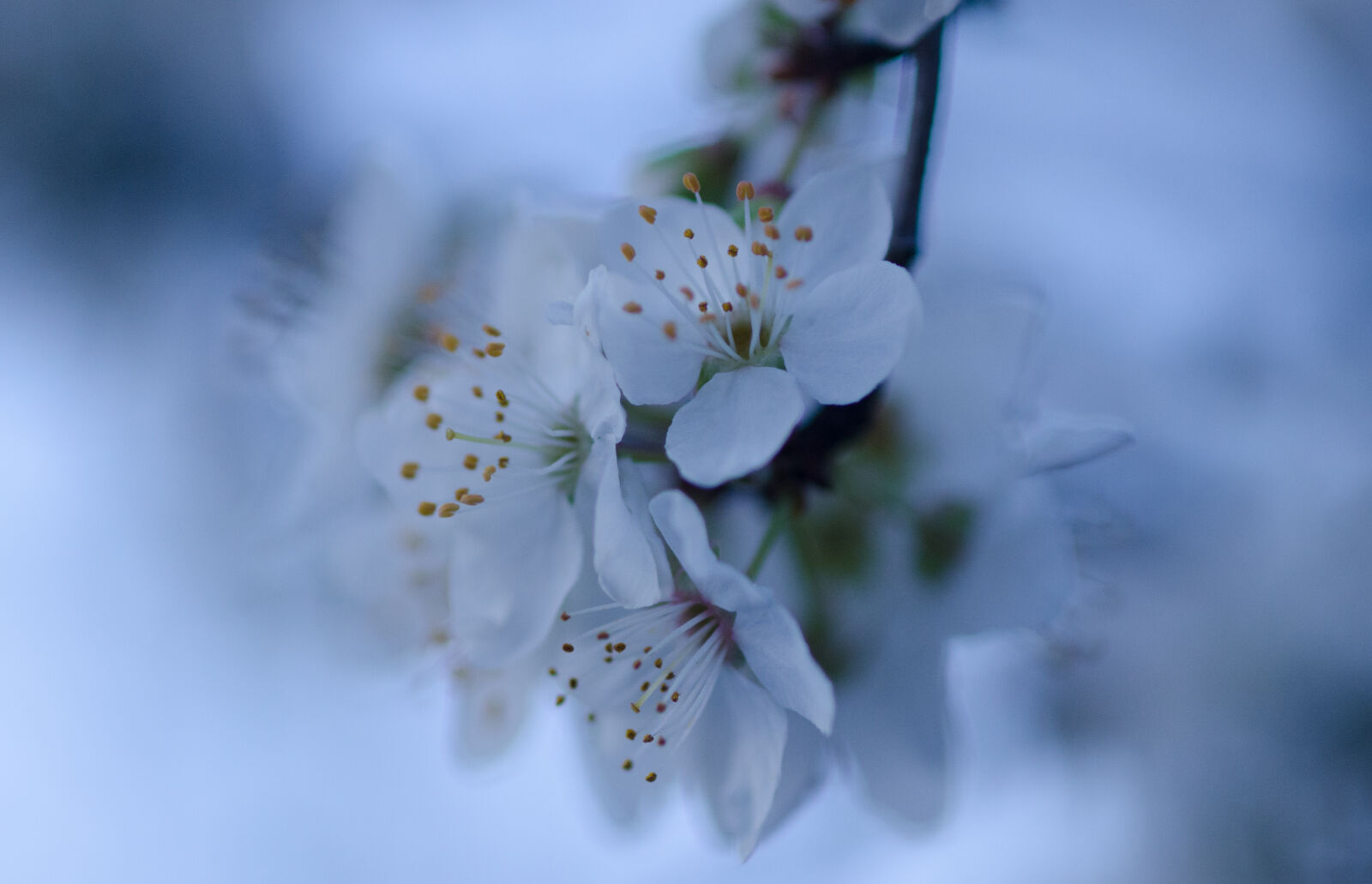 Nikon D7000 sample photo. Beautiful, flowers, hazy, macro photography
